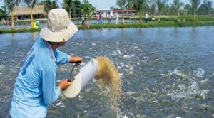 Phòng bệnh cho cá nước ngọt khi chuyển mùa (01/11/2017)